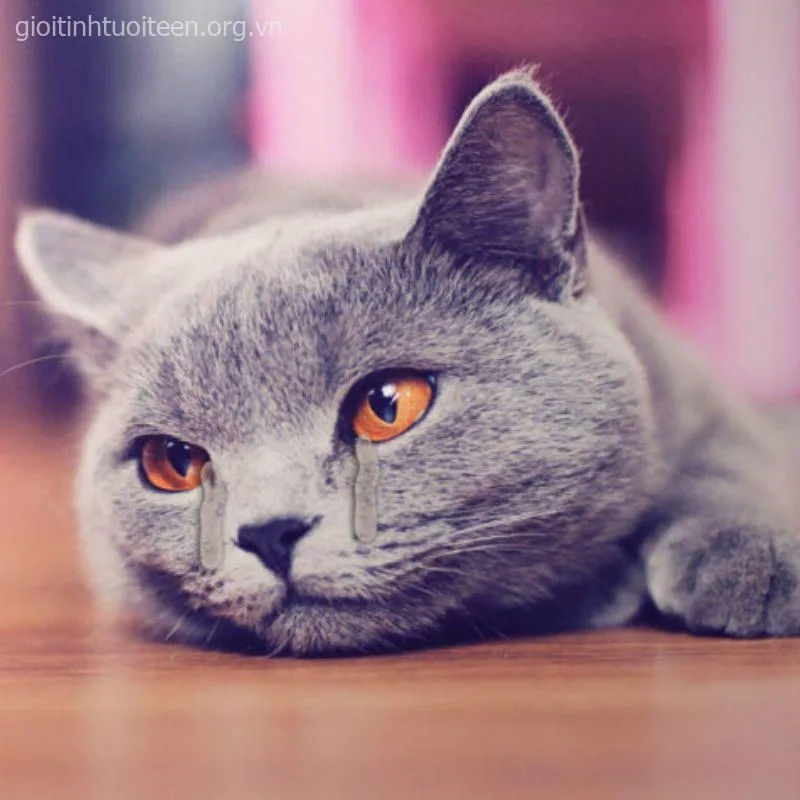 Meme mèo rơi nước mắt khiến ai cũng relate