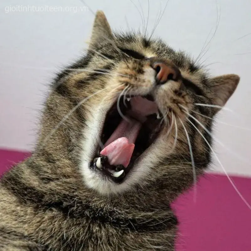 Meme troll mèo huhu lan tỏa khắp nhóm GenZ