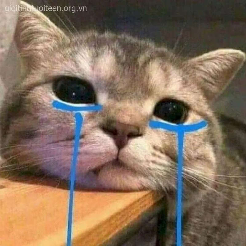 Ảnh meme mèo đỏ mắt biểu cảm tội nghiệp