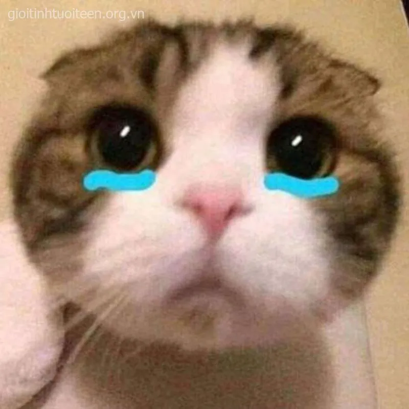 Ảnh meme mèo huhu kết hợp caption cực hợp mood.