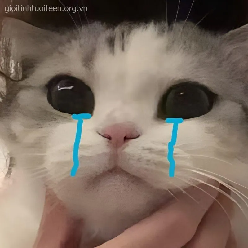 Loạt meme mèo khóc thét khiến dân mạng cười ra nước mắt