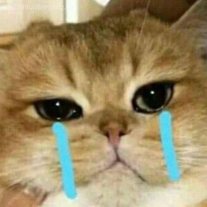 Cười – khóc cùng meme mèo khóc, vừa đáng thương vừa đáng yêu