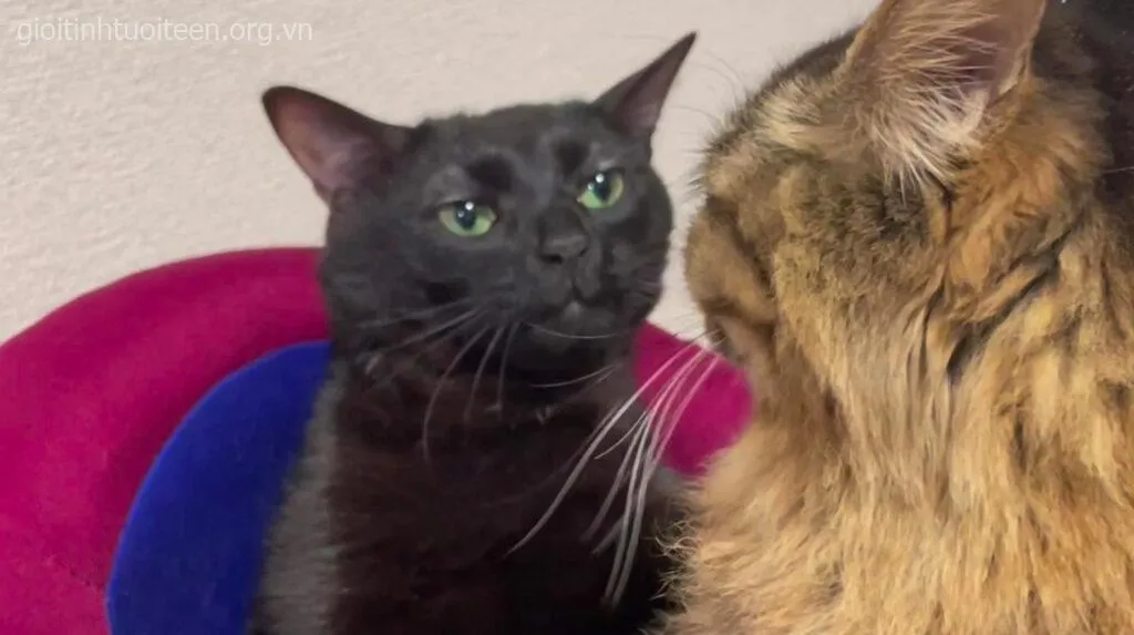 Ảnh chế mèo biểu cảm khóc đáng yêu cực độ