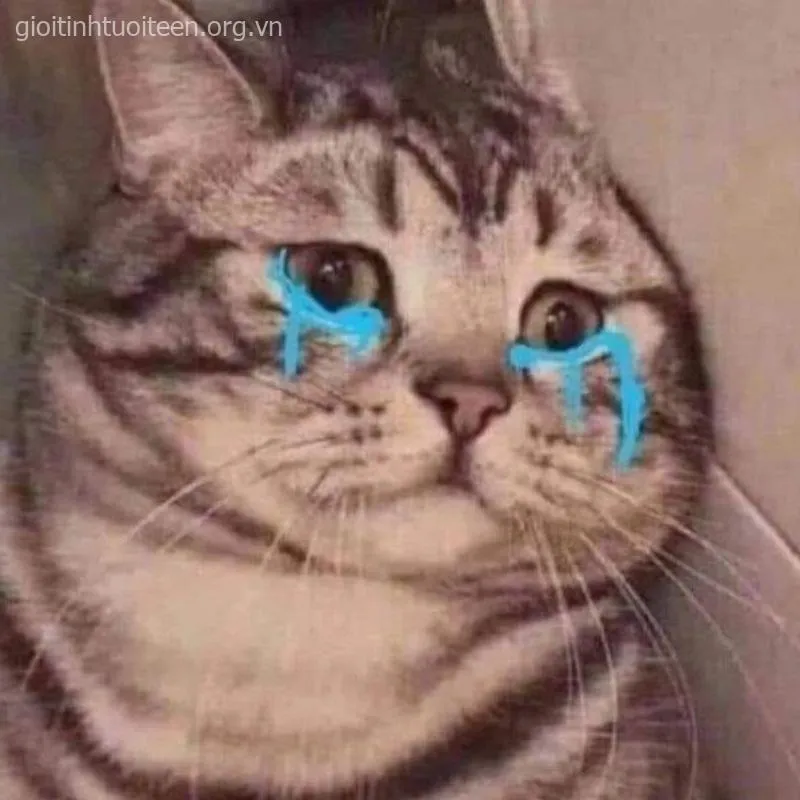 Meme mèo huhu gợi cảm xúc đồng cảm lan tỏa