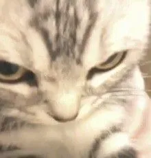 Meme mèo liếc mắt viral mạng xã hội vì biểu cảm “tôi không ưa ai hết”