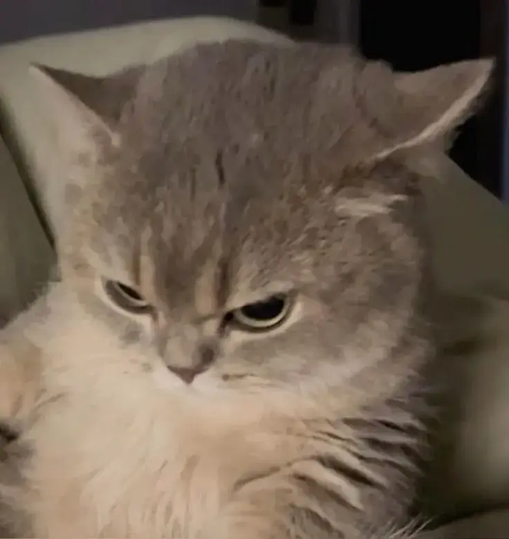 Vì sao meme mèo liếc mắt TikTok lại lan nhanh đến vậy?