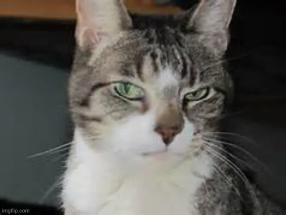 Ảnh meme mèo lườm mắt: biểu cảm khó ở nhưng vẫn đáng yêu lạ kỳ