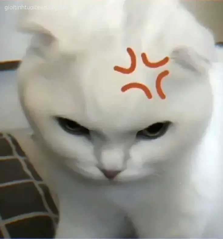 Meme mèo liếc mắt gắt nhẹ nhưng cực buồn cười