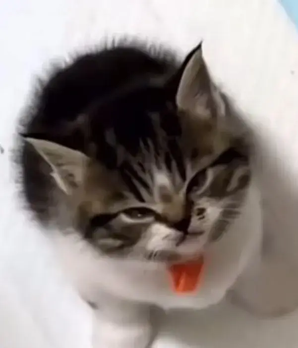 Cơn sốt meme mèo liếc mắt khiến dân mạng vừa cười vừa thấy mình trong đó