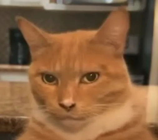 Ảnh chế mèo cau có nhìn ngang nhìn dọc siêu gắt