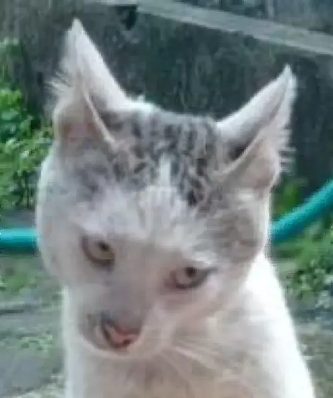 Meme mèo liếc mắt phản ánh hoàn hảo mood “ghét mà vẫn sang”