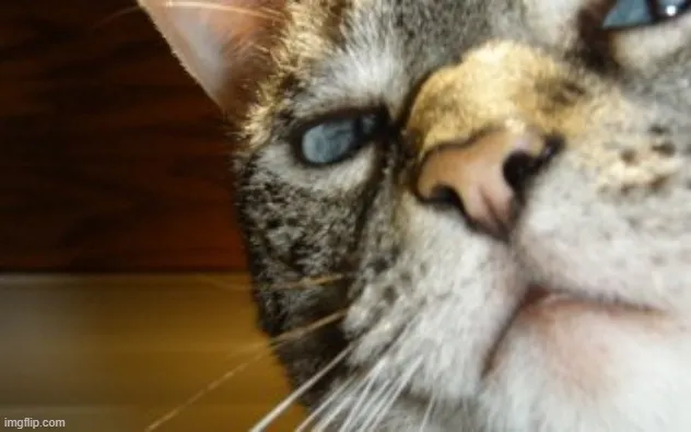 Ảnh hài mèo liếc mắt thể hiện biểu cảm cộc cằn