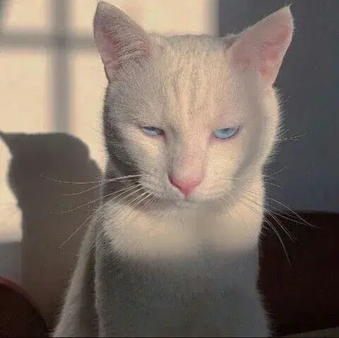 Khi meme mèo liếc mắt trở thành biểu tượng cảm xúc kiểu “không nói nhiều”