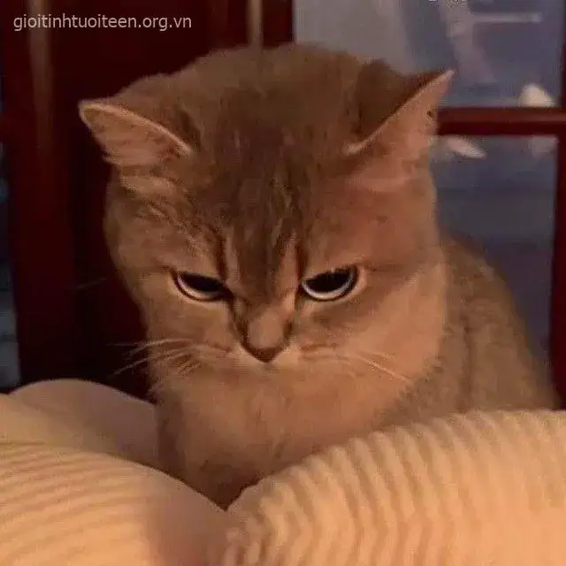Loạt meme mèo lườm mắt cực gắt đang khuấy đảo comment Facebook