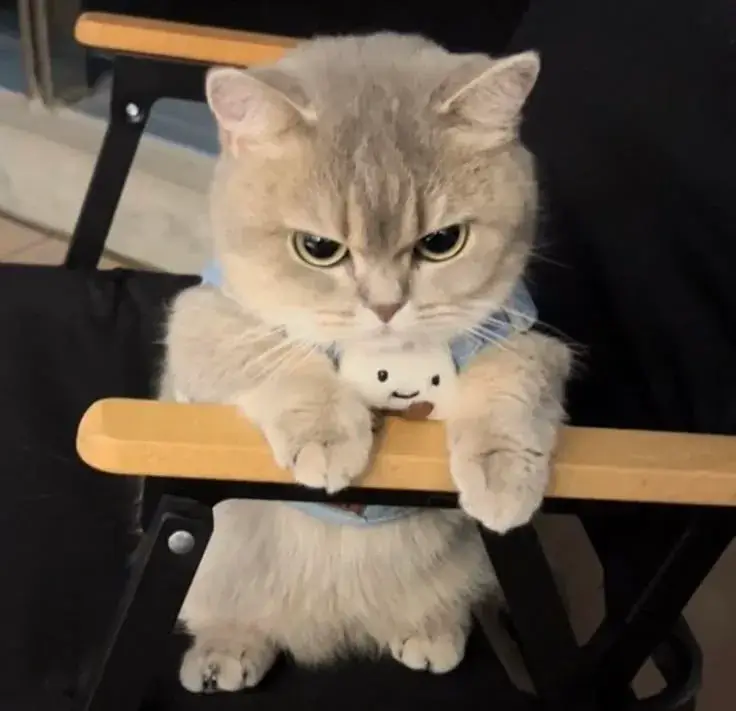 Hình troll mèo liếc kiểu chảnh khiến ai cũng cười