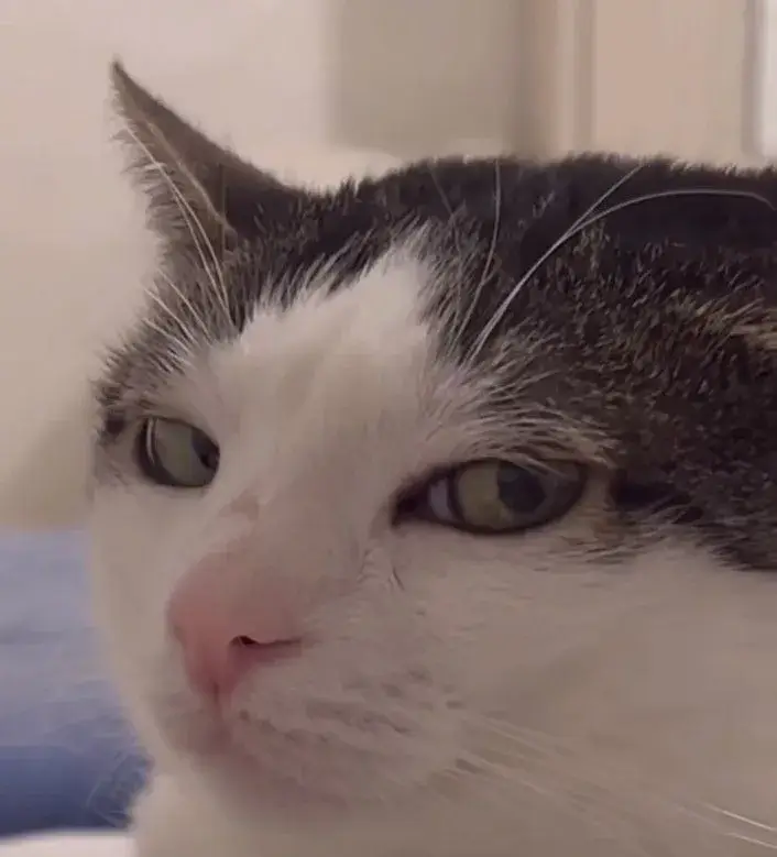 Meme chế mèo liếc mắt như muốn dằn mặt ai