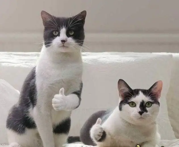 Mèo đáng yêu phấn khởi, giơ ngón cái đồng ý ngay lập tức.