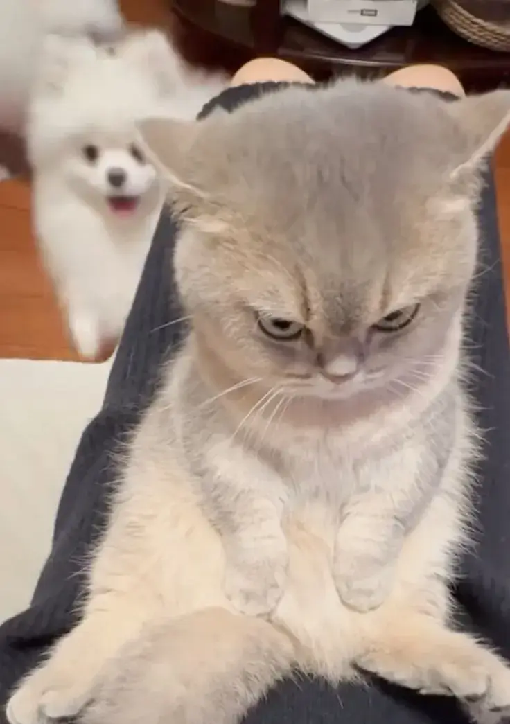 Ảnh troll mèo thái độ “không quan tâm ai cả”