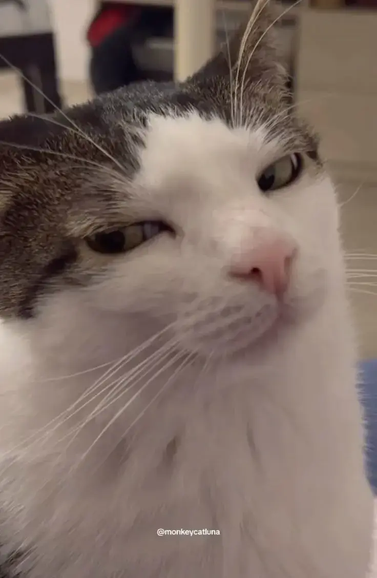 Meme hài mèo liếc mắt khinh khỉnh trên TikTok