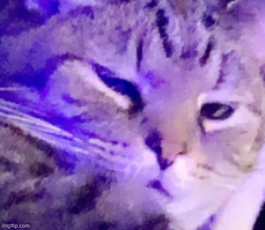 Meme vui mèo mướp liếc nhìn kiểu “đừng nói nữa”