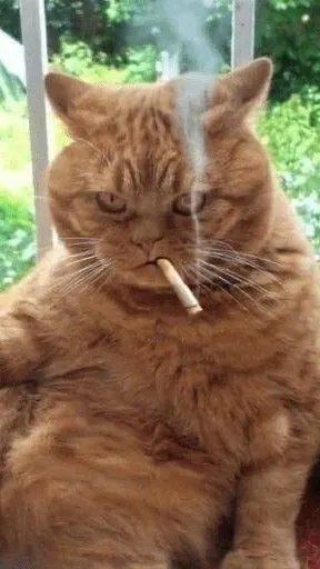 Hình chế mèo liếc lạnh như sếp đang khó chịu