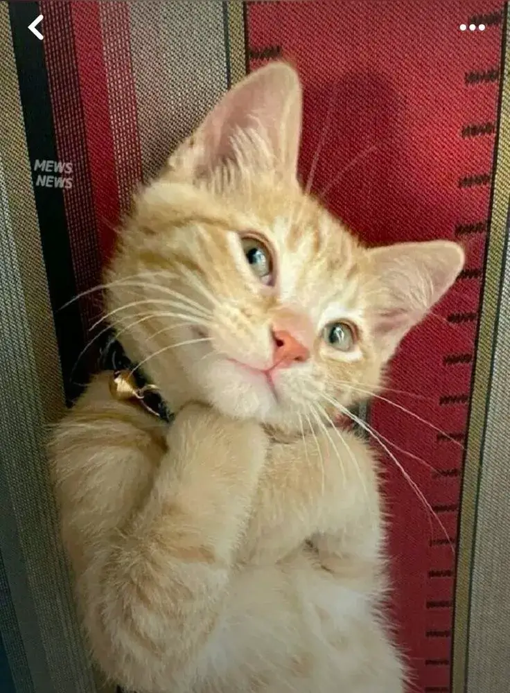 Meme chế mèo liếc khinh khiến netizen bàn tán