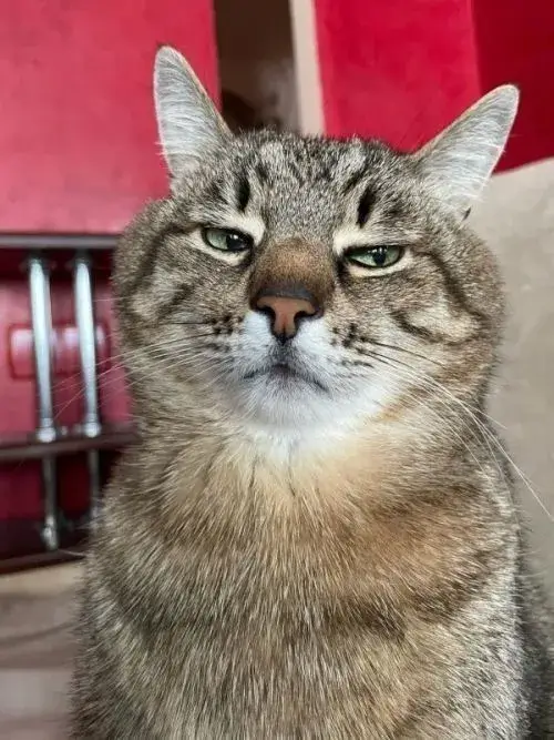 Hình chế mèo cau có tạo nên vibe gắt sang