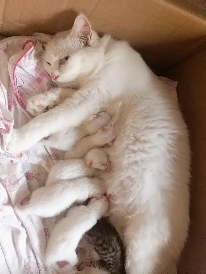 Ảnh vui mèo liếc kiểu lạnh lùng không cần lời