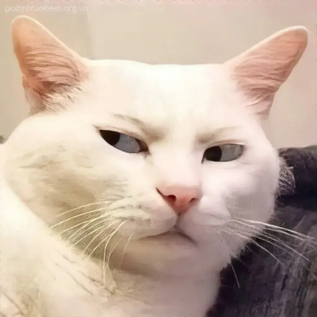 Meme vui mèo trắng biểu cảm tinh quái cực trend