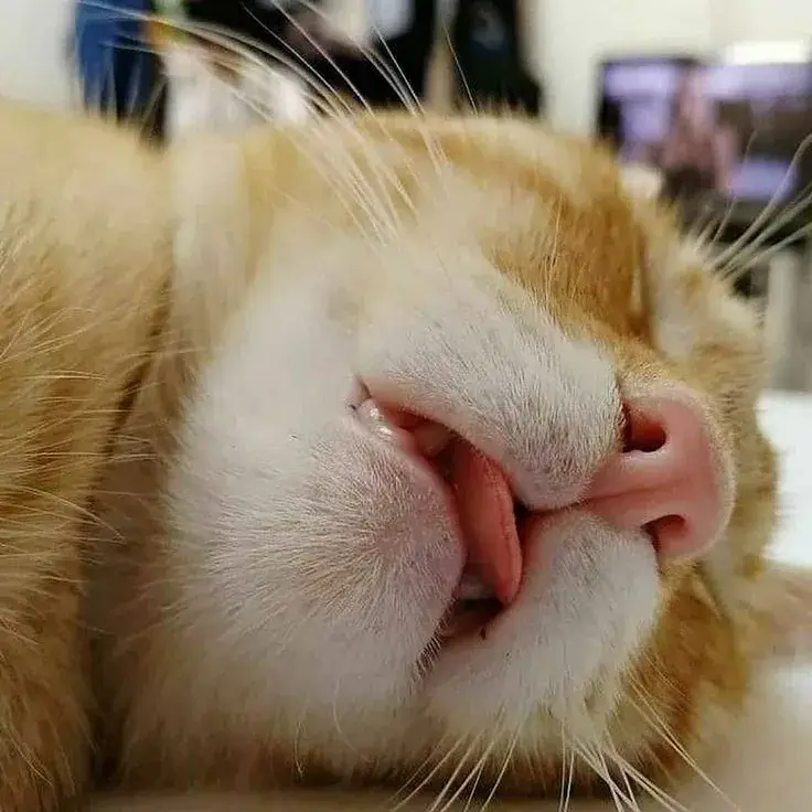 Hình troll mèo bơ phờ nhìn laptop trống rỗng