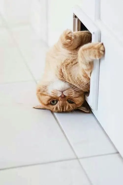 Meme hài mèo lim dim như vừa thức khuya