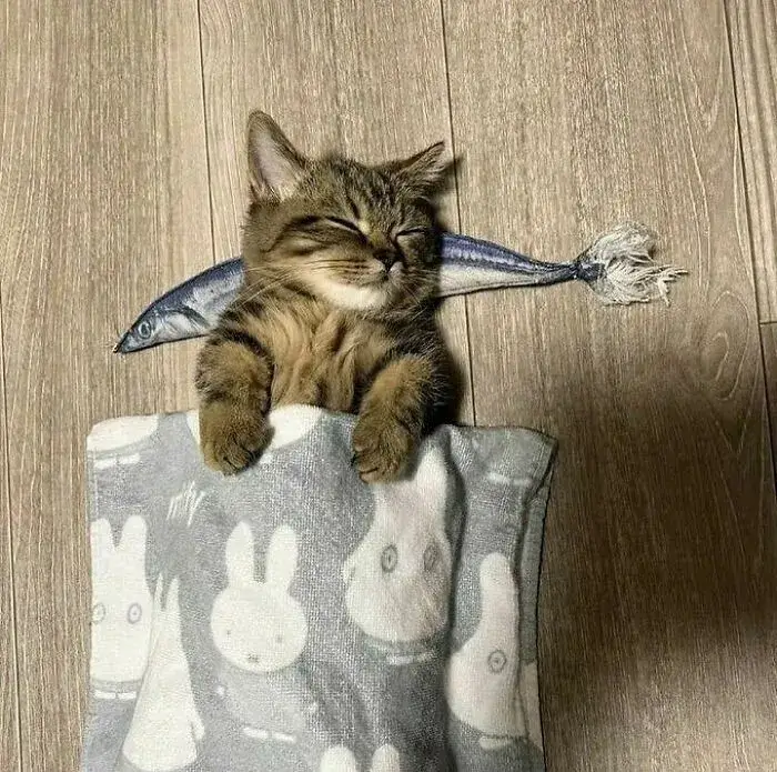 Mèo mệt mỏi thành trend TikTok: từ meme vui tới biểu tượng “Monday mood”