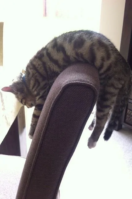 Ảnh vui mèo chán học vibe “Monday mood”