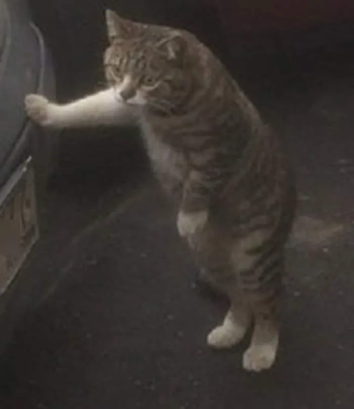 Hình chế mèo đừ người sau deadline dí sát