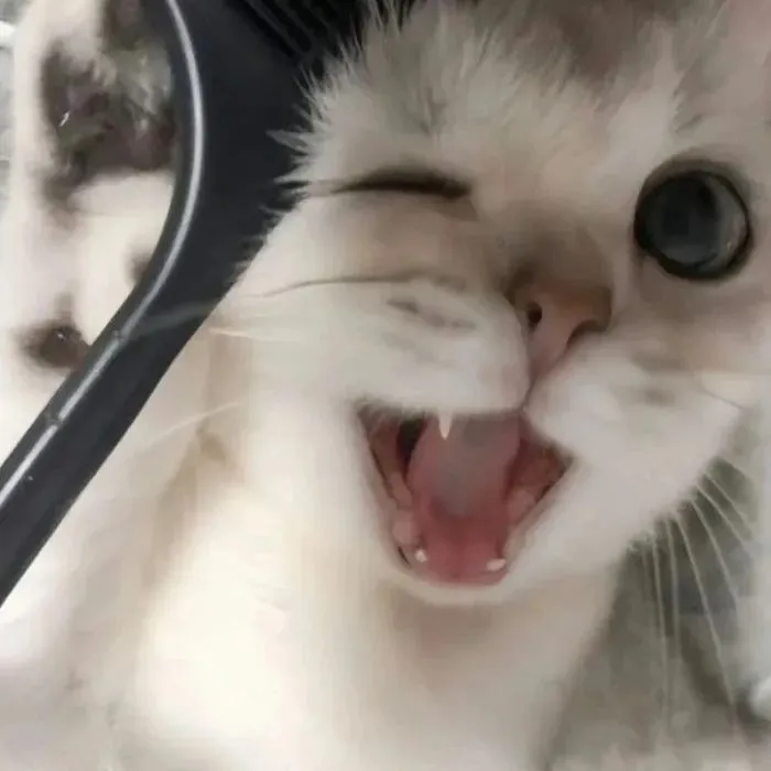 Hình chế dáng mèo cụp tai nhìn trộm siêu dễ thương