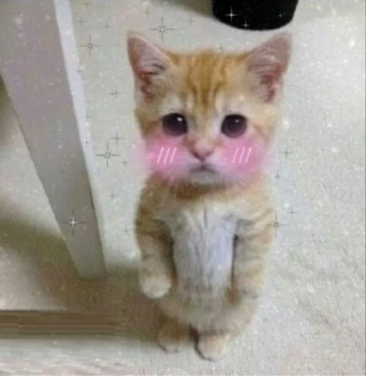 Meme chế mèo ngại ngùng đỏ mặt nhìn trộm cực đáng yêu