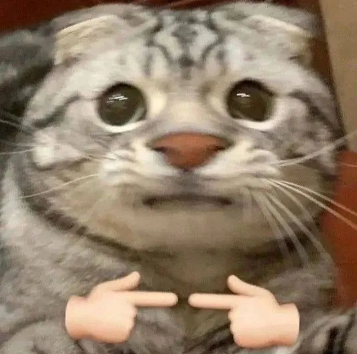 Cười nghiêng ngả với meme mèo ngại mà vẫn cố tỏ ra bình tĩnh