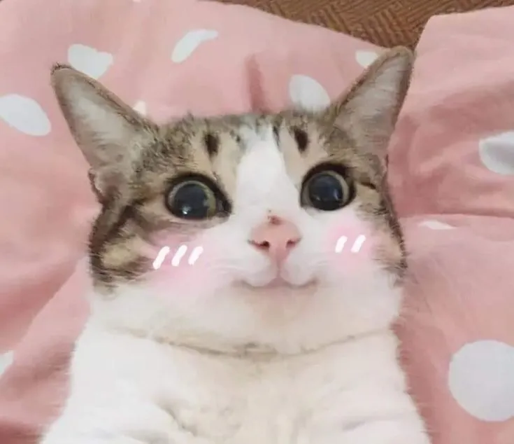 Meme hài mèo ngại lắm biểu cảm mắc cỡ cực chân thật