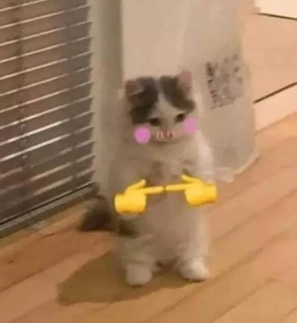 Meme chế biểu cảm ngại ngùng của mèo khi được khen