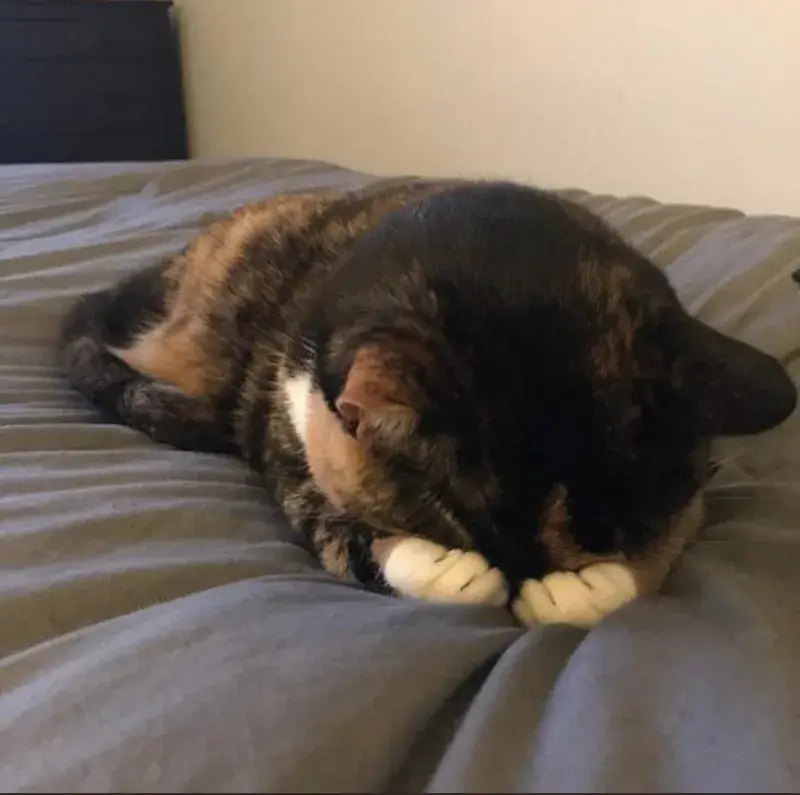 Ảnh chế mèo mắc cỡ cực kỳ vui nhộn