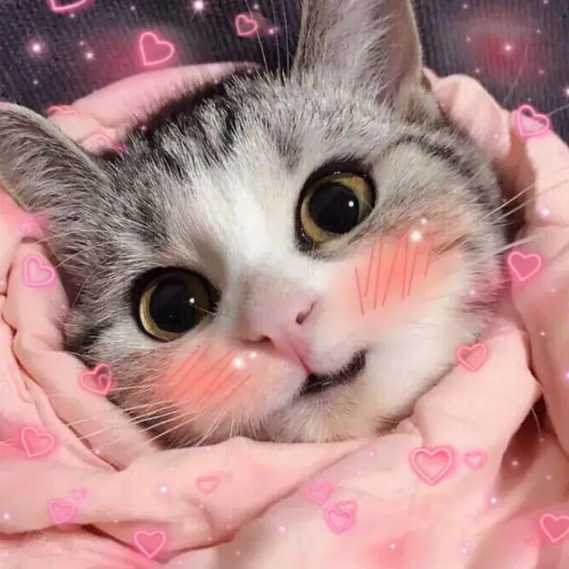 Ảnh vui mèo e thẹn gãi tai nhìn siêu ngộ