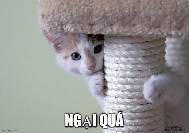 Ảnh hài mèo cụp tai cắn môi ngượng ngùng đáng yêu