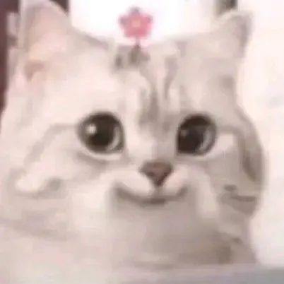 Ảnh hài mèo cụp tai gãi nhẹ vì xấu hổ