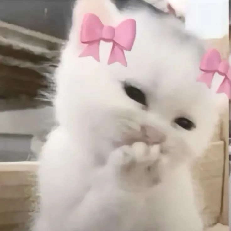 Hình chế meme mèo má đỏ hồng siêu đáng yêu