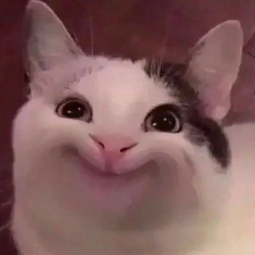 Hình troll dáng mèo ngại ngùng nằm cuộn tròn né góc