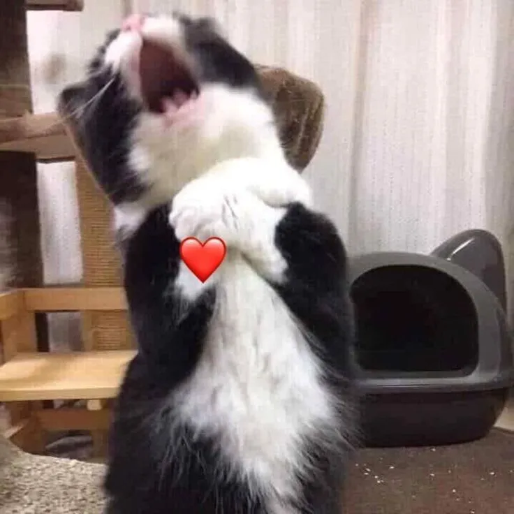 Ảnh troll mèo lúng túng gãi tai trong khung hồng