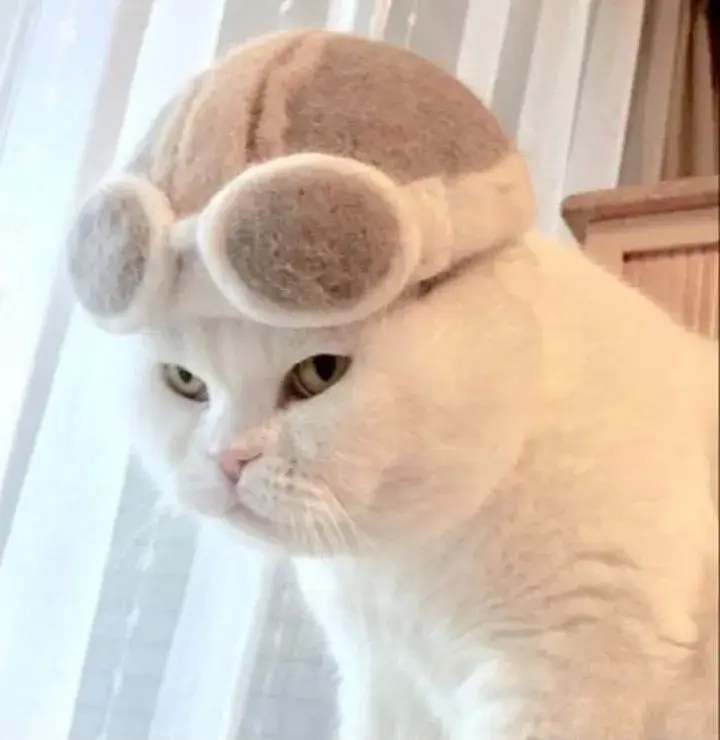 Meme chế mèo chảnh nhẹ nhưng không thể ghét nổi