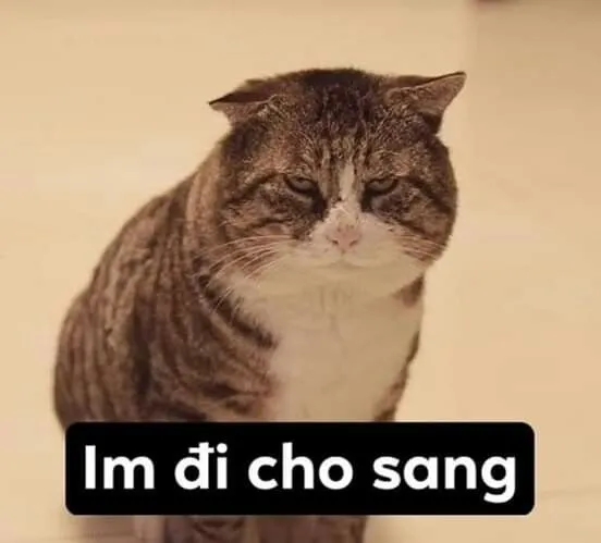 Meme chế ánh sáng phản chiếu mắt mèo lấp lánh quyền lực