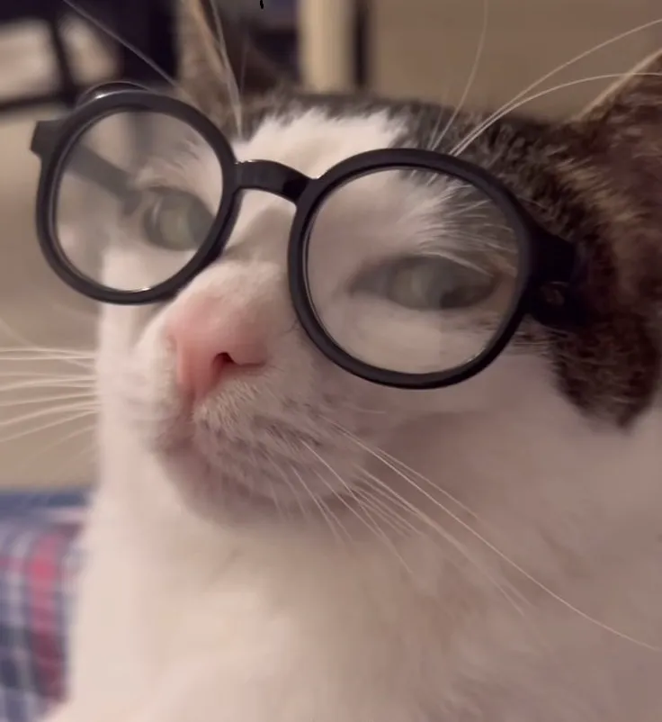 Mèo nhìn trừng trừng như đang bắt lỗi người đối diện