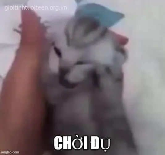 Khi mèo cũng stress: biểu cảm ôm đầu gây sốt mạng xã hội